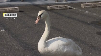 「CG映像みたいな…本物?」“迷子の白鳥”街中で大捕物…羽広げ威嚇し大暴れ　どこから来た?「コブハクチョウ」観賞用で輸入も野生化