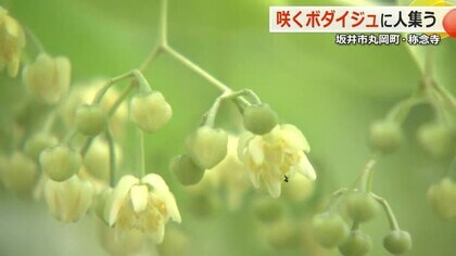 坂井市の称念寺で菩提樹の花咲き始め　小さなクリーム色の花がレモンのような香り漂わせる【福井】