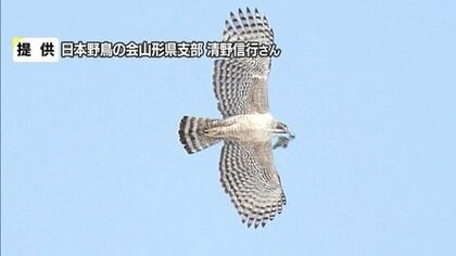 絶滅危惧種クマタカ「風車と衝突して死んだ」　“バードストライク”の可能性高いと環境省が結論づける【山形発】