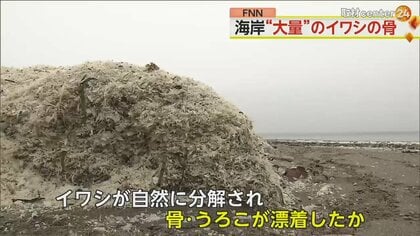 海岸に大量の“魚の骨とウロコ”　イワシ数千トンが自然分解　海岸は真っ白になるも…撤去しない意向　北海道・函館市