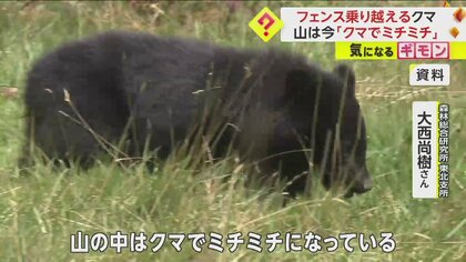 「山の中はクマでミチミチになっている」直近十数年は増加一途　札幌や盛岡で目撃増　遭遇対策「まず落ち着くこと」　