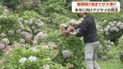 来年に向けアジサイの剪定　鹿児島・姶良市