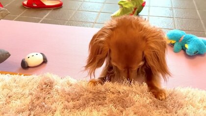 「ごめんなさいってする？」いたずらが見つかった犬が“反省ポーズ”をキープ…言葉を理解しているようなやりとりがかわいい