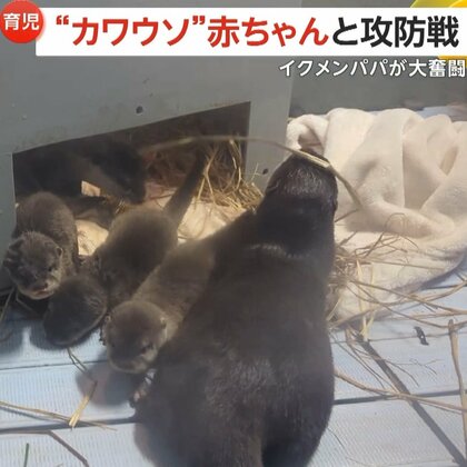 “どうしても水遊びしたい赤ちゃんカワウソ”とイクメンパパの攻防戦　溺れないよう何度も水場から家へ連れ戻す　池袋・サンシャイン水族館