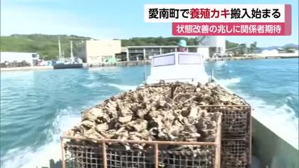 去年大打撃のカキ養殖　愛南町で今年も広島から仕入れ「半分生きとる」も改善兆し　業者は期待【愛媛】