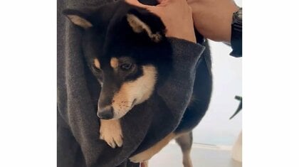 注射が怖すぎて…看護師にしがみつき我慢する柴犬が偉い！全く吠えなかったのか当時の様子を聞いた