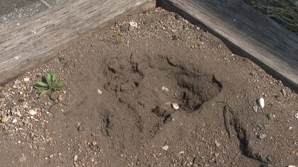 花壇に“クマのような”足跡が…横幅約13センチで複数見つかる～札幌市の調査で「クマではない」と判断→警察が念のため注意を呼び掛け〈北海道札幌市〉