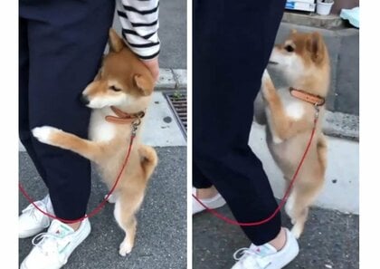 「離れないで！」柴犬の“お散歩デビュー”の様子が愛おしすぎる…何が怖かったのか飼い主に聞いた