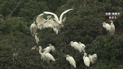 “白鷺城”お膝元をシラサギが占拠？フンや悪臭も…街のシンボルと｢共存｣目指す姫路市