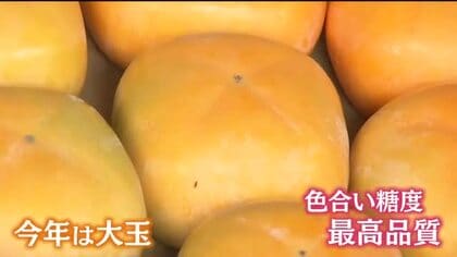 渋抜きして強い甘みに　あわら市特産「越前柿」初出荷　例年より大玉で最高な仕上がり　