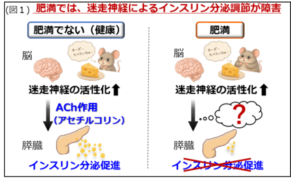 【徳島大学】自律神経による“インスリン分泌のブレーキ”を発見―肥満で強まる新たな抑制メカニズムを解明―