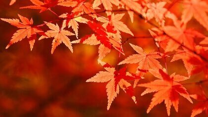 紅葉を楽しみたい人は5割　遠出しなくても近所の公園や並木道で秋を満喫