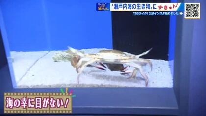 続々誕生の水族館を巡る　おいしそう！珍しい！見所いっぱい「シン・マリホ水族館」【ひろしま棚さんぽ】