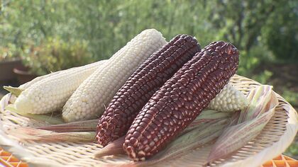 赤いスイートコーン「赤ずきんちゃん」デビュー　白いスイートコーン「白雪姫」と紅白で町の新たな特産に【大分発】