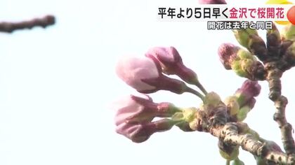 金沢地方気象台が平年より5日早く桜の開花を発表　午後の気温上昇で5輪以上を確認