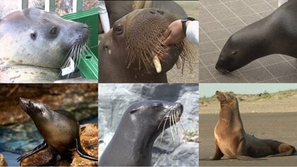 注目】見分け方は「耳たぶ」！アシカ・アザラシと「オットセイ」の違い