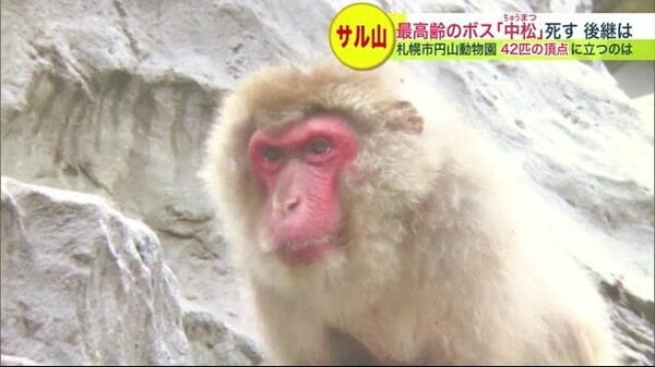 ヒトなら100歳以上 サル山の“やさしい”「長老の死」に “次期候補” 元気