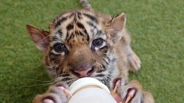 赤ちゃんトラの“ミルクタイム”を貴重な飼育員目線でみられる…人工保育