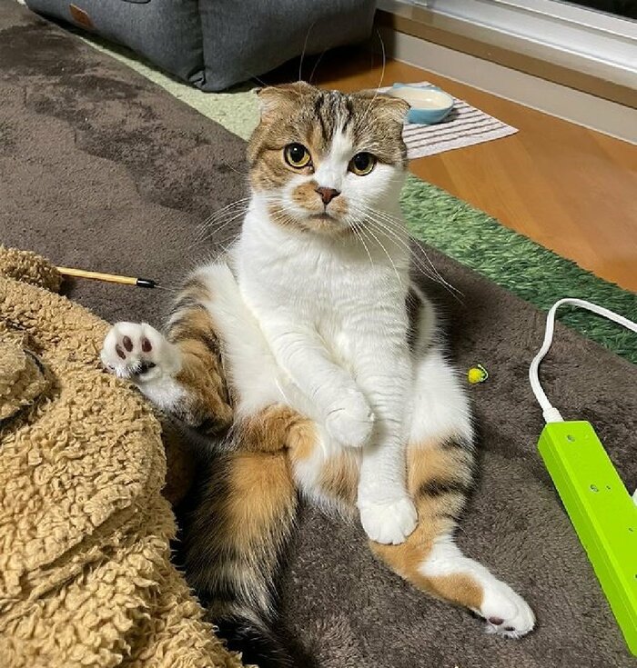 座るこうしちゃん