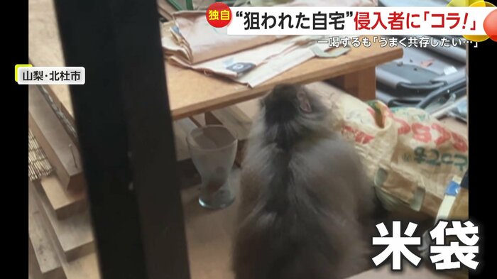 米袋をいじり回すサル(提供:Birke(ビルケ))