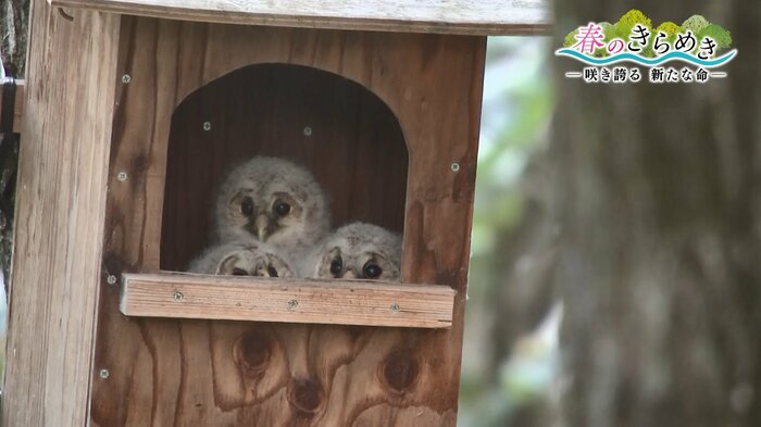 巣箱にはフクロウの3きょうだい