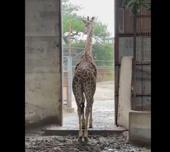 宮崎市フェニックス動物園のXより