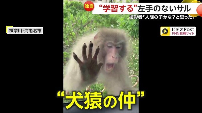 車内の犬に威嚇するサル(FNN投稿サイト「ビデオPost」)