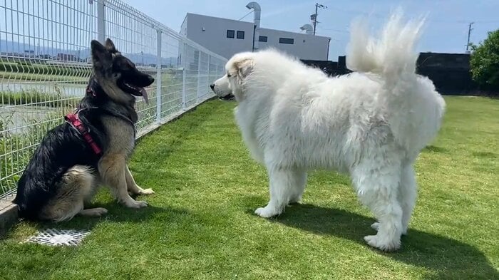 自分より大きな犬に遭遇して固まってしまったTOBIくん(提供:Tobi and Bobi シェパード兄弟犬さん)