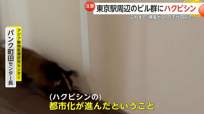 アジア動物医療研究センターのパンク町田センター長はハクビシンの“都市化”が進んだと指摘する