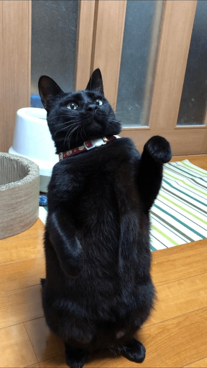 全体的に硬い猫だという、やまとくん