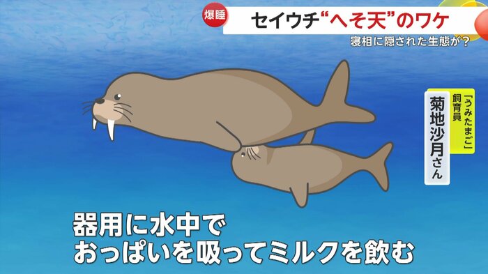 水中で仰向けになりミルクを飲むセイウチ(提供:大分マリーンパレス水族館「うみたまご」)