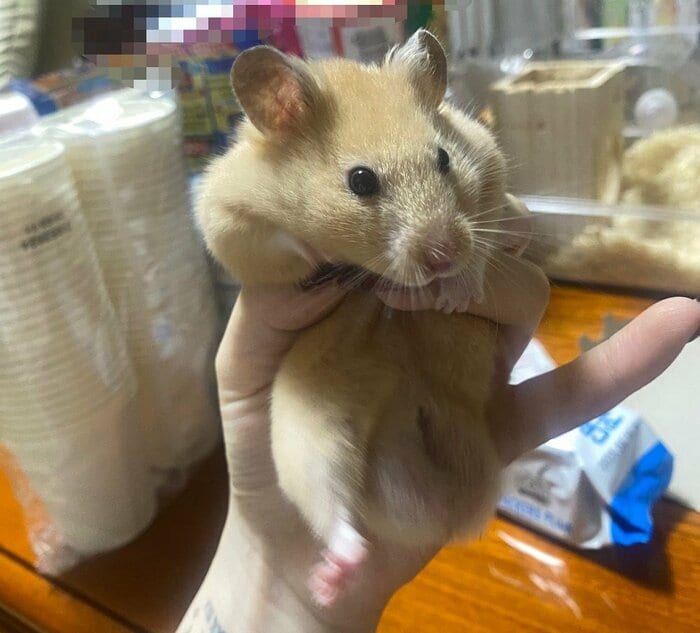 運ばれるきなこくん