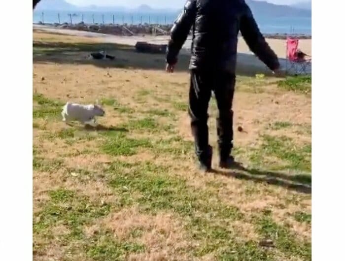 犬じゃらしで遊んでいる様子(提供:gaudikunさん)