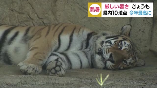 馬肉の保冷剤も登場 トラもワラビーもシロクマも… 暑さにぐったり 静岡・日本平動物園