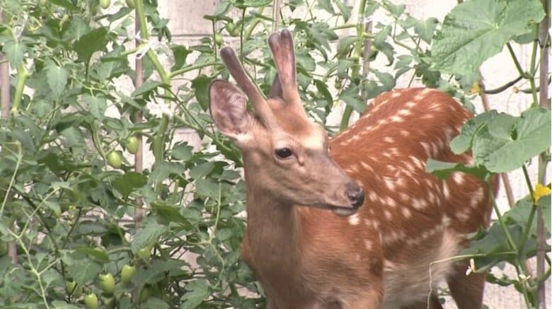 増加するシカ被害 果樹園では存続かけた苦難の日々 ボランティアハンターに駆除任せるも処理施設は不足【北海道発】｜FNNプライムオンライン