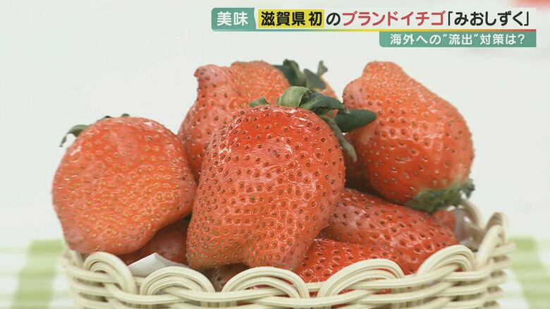 “イチゴ戦国時代”　滋賀県オリジナルの新種「みおしずく」本格開発へ  課題は「苗の海外流出」【滋賀発】｜FNNプライムオンライン