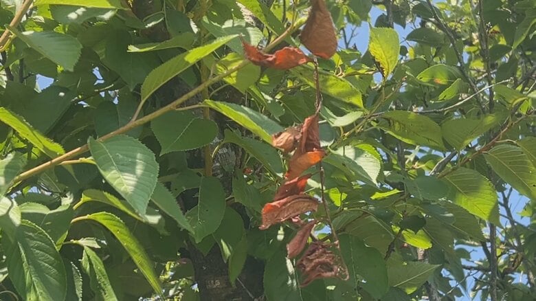 「桜も熱中症」連日の猛暑で葉が枯れる異常事態、来春の花見シーズンに影響の懸念｜FNNプライムオンライン