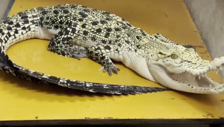 【速報】ワニの仲間では“最大級”「イリエワニ」などを無許可で飼育した疑いで自営業の男を逮捕　“特定外来生物”カミツキガメも…計25匹飼育か　「違法であると理解したうえで飼っていました」容疑認める｜FNNプライムオンライン