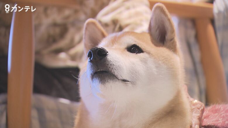 柴犬に癒される『特別養護老人ホーム』　動物と一緒に暮らす西日本で唯一の試み