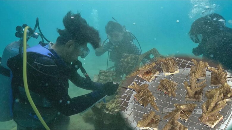 オフィスで育てたサンゴをふるさとの海へ　沖縄の海の環境を守る新たな取り組みは障がい者就労支援にも貢献｜FNNプライムオンライン