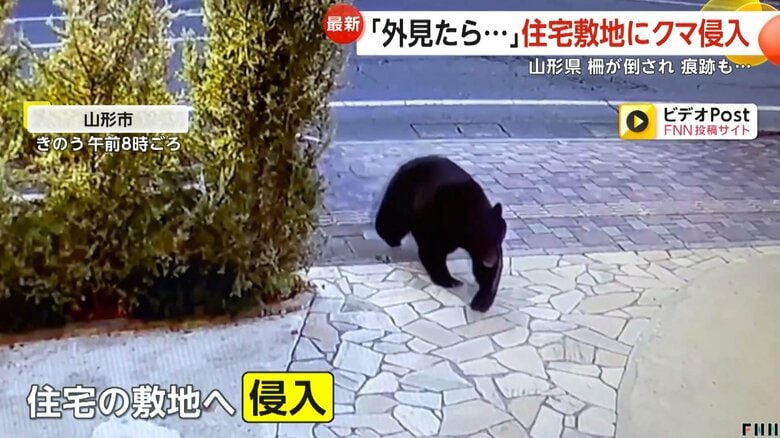 「冬眠しないんだ…」北日本で冬シーズン到来もクマ出没件数は過去最多更新　札幌市のクマ対策「ヘアトラップ」とは？｜FNNプライムオンライン