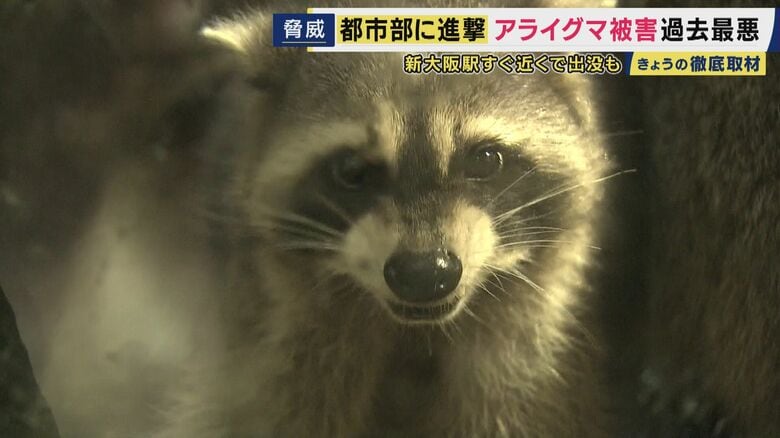 噛まれると「致死率100％の感染症リスク」も　都市部に迫るアライグマの脅威　新大阪駅周辺にも出没　農作物の被害「7億円」　専門家「遭遇しても知らんぷり。自治体に通報を。絶対にエサやりはやめて」｜FNNプライムオンライン