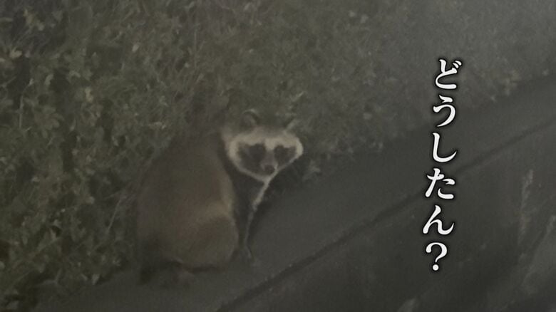 ホークス本拠地へ『全進』 “ペイペイドーム”にタヌキ出没 エサ不足で市街地に？【福岡発】｜FNNプライムオンライン