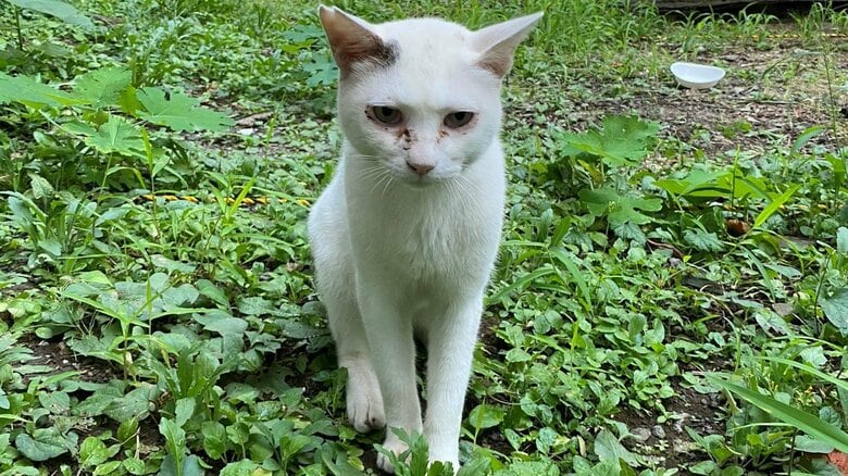 人生に疲弊していたおじさんの転機は、歌舞伎町で生きてきた野良猫との出会い。“神聖な存在”との2人暮らしで変わったこと｜FNNプライムオンライン