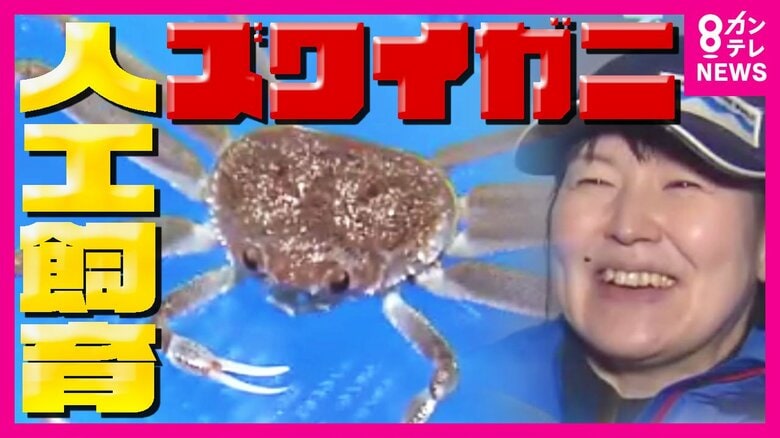 ズワイガニを“卵から育てる”　数百匹いたカニが共食いや脱皮の失敗で全滅したことも　研究を重ねた7年の記録｜FNNプライムオンライン