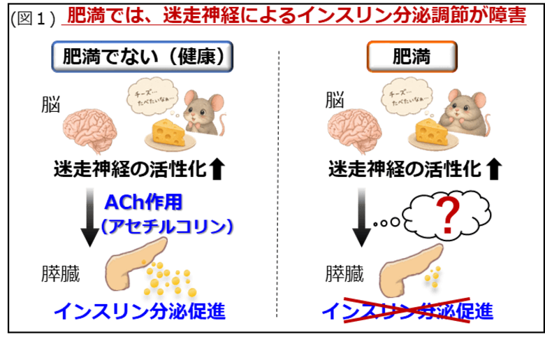 【徳島大学】自律神経による“インスリン分泌のブレーキ”を発見―肥満で強まる新たな抑制メカニズムを解明―