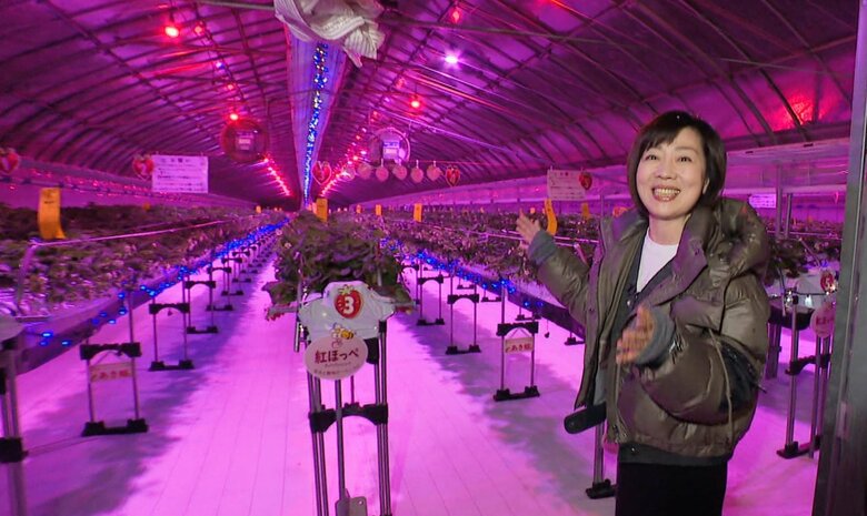 夜のイチゴ狩りで幻想的な体験を！「ナイトイチゴ狩り」が人気　5種類の食べ比べも　富山・小矢部市｜FNNプライムオンライン