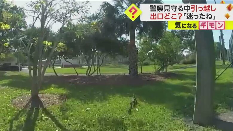 警察官に見送られながら公園の池へ向かうカモの親子(Sarasota Police Department via YouTube)