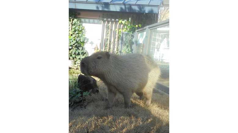 提供:公益財団法人東京動物園協会