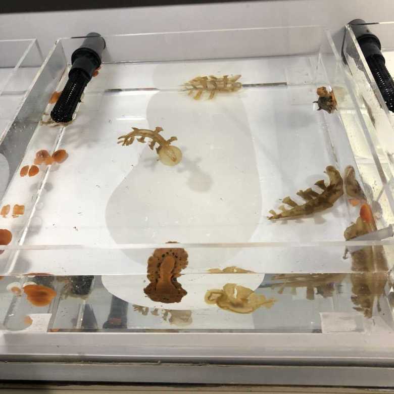 展示水槽は上部がオープンになっており、一挙手一投足まで観察可能(提供:かめきちかめぞうさん)